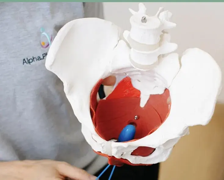 Ana explaining pelvic floor anatomy using a clinical model